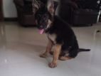 Germen Sheperd Puppy