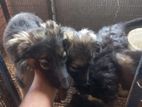 German Shepherd Puppies