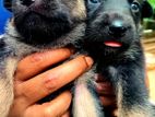 Jerman Shepherd Black Puppy (short code)