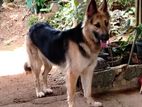 German Shepherd Dog for Crossing