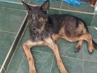 German Shepherd Dog for Crossing