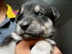 Jerman Shepherd Dog