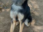 German Shepherd Female Dog