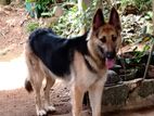 Jerman shepherd female