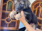 German Shepherd Female Puppy