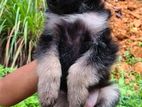 Jerman Shepherd Puppies