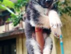 German Shepherd Puppy