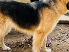 German Shepherd