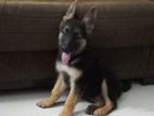 Jerman Shepherd