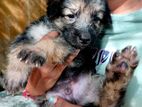 German Shepherd Puppies
