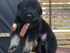 Jerman Shepherd Puppies