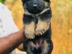 German Shepherd