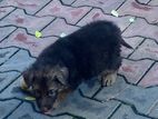 Jerman Shepherd Puppy