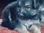Jerman Shepherd Puppy