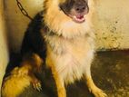 Jerman Shepherd