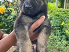German Shepherd