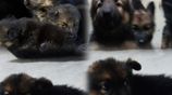 German Shepherd Puppy