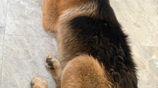German Shepherd Puppy
