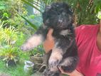 Jerman Shepherd Long Coat Female Puppies