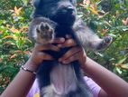 German Shepherd (Long Coat)