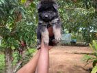 German Shepherd Long Coat Puppies