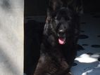 German Shepherd Male Puppies