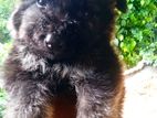 German Shepherd Puppies