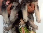 German Shepherd Puppies