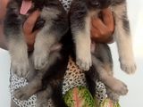 German Shepherd Puppies