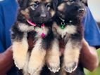 Jerman Shepherd Puppies