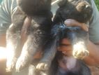 German Shepherd Puppies