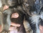 German Shepherd Puppies