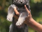 German Shepherd Puppies
