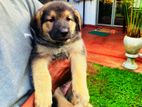 German Shepherd Puppy