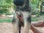 German Shepherd