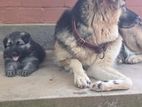 Jerman Shepherd Puppy