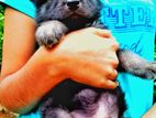 jerman shepherd puppy one month