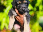 German Shepherd Puppy