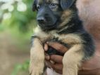German Shepherd