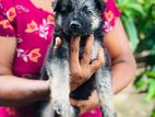 German Shepherd Puppies