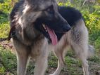German Shepherd Dog