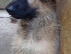 German Shepherd Longcort Puppy