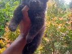 German Shepherd Puppies