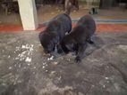 German Shepherd Puppies