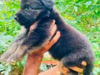 Jerman Sherphed බලු පැටවුන් විකිණීමට ඇත