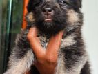 German Shepherd