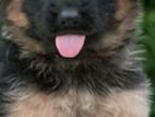 German Shepherd Puppies