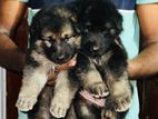 German Shepherd Puppy
