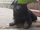 German Shepherd Puppies