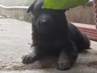 German Shepherd Puppies